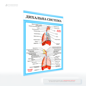 Медицинский плакат для поликлиники «Дыхательная система», выполняющий не только декоративную функцию, но и являющийся частью системы общественного здоровья, направленной на уменьшение заболеваемости и улучшение качества жизни населения.