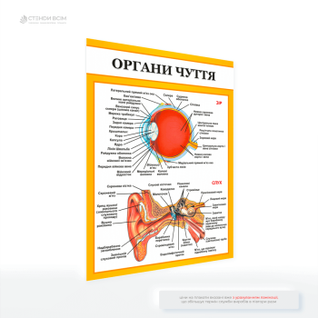 Плакат для офтальмологічних, отоларингологічних кабінетів «Органи чуття», який сприяє підвищенню обізнаності пацієнтів, знижує рівень тривожності завдяки візуально приємному дизайну і мотивує до активних дій щодо підтримки свого здоров’я.