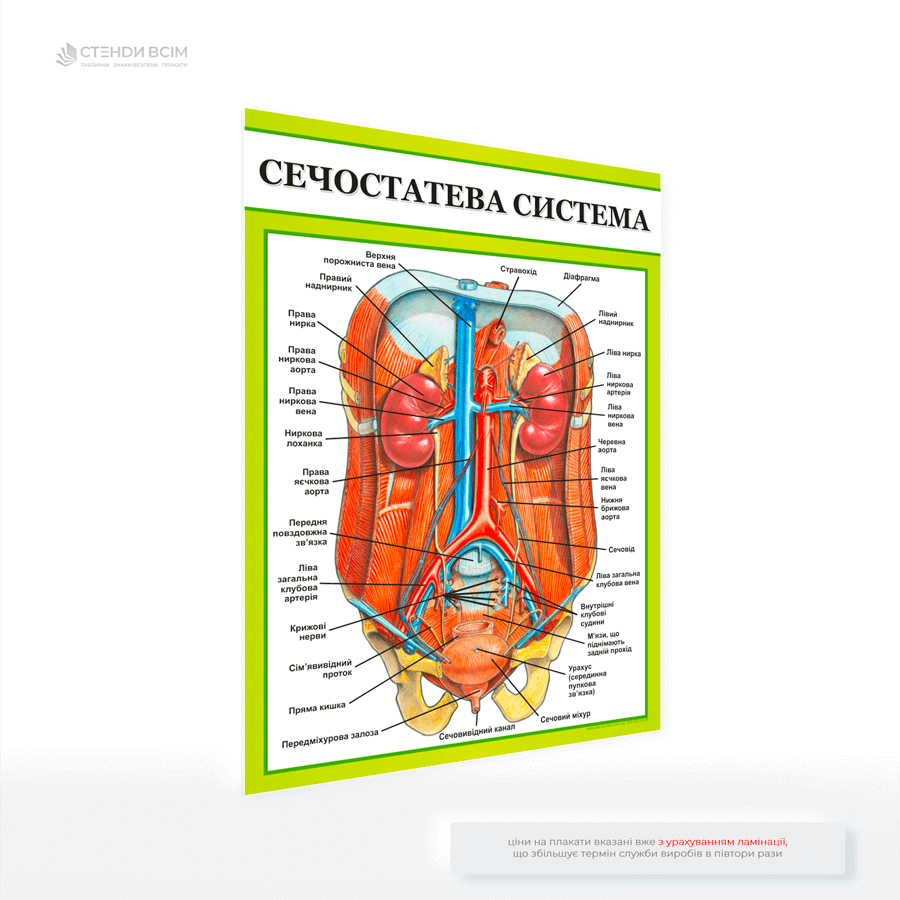 Медичний плакат «Сечостатева система» з детальною анатомічною схемою сечостатевої системи людини (окремо чоловічої та жіночої) та підписаними основними органами — нирки, сечоводи, сечовий міхур, уретра, а також статеві органи.