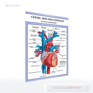Медичний плакат «Серце вигляд спереду» на якому анатомічно точне зображення людського серця, виконане у вигляді ілюстрації та показане у фронтальній проєкції (вигляд спереду), з чітко позначеними основними структурами.