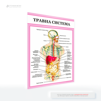 Медичний плакат для поліклініки «Травна система», щоб запобігати захворюванням травної системи через інформування про правильне харчування, режим дня та уникнення стресів.