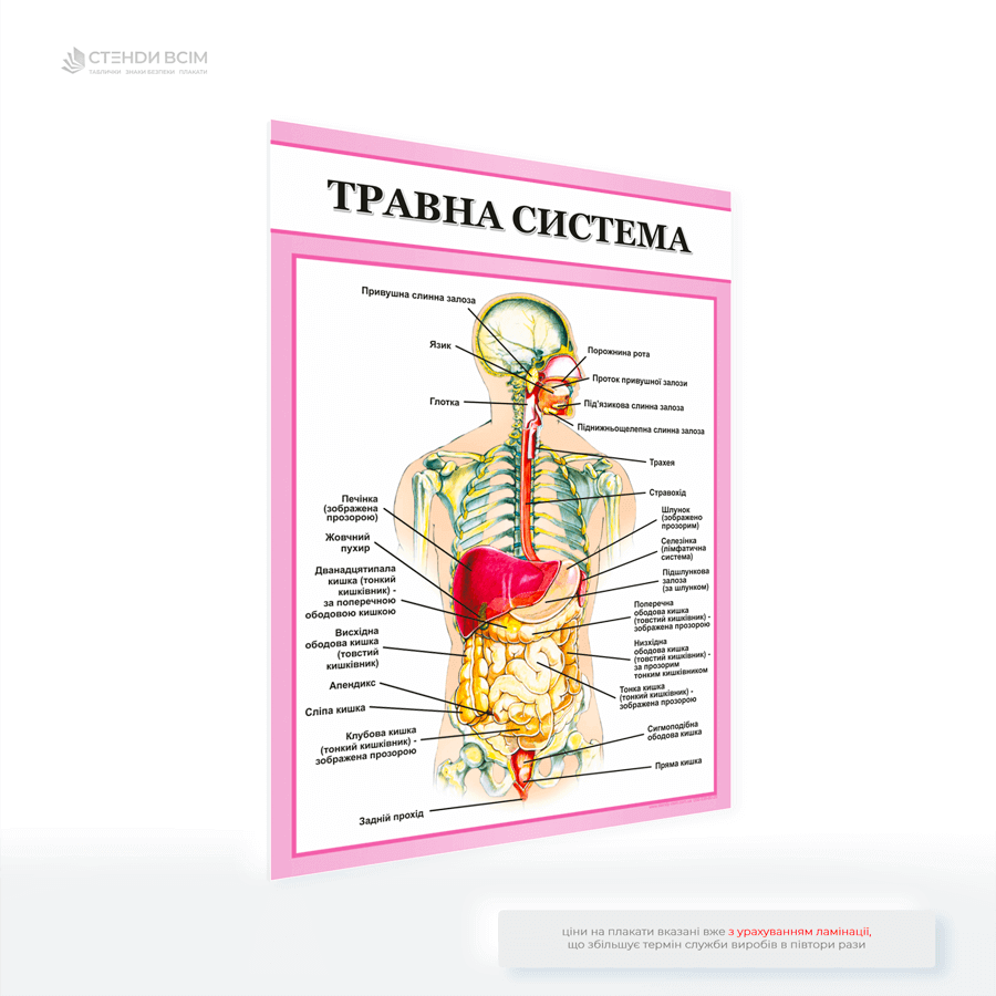 Медичний плакат для поліклініки «Травна система», щоб запобігати захворюванням травної системи через інформування про правильне харчування, режим дня та уникнення стресів.