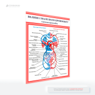 Медичний плакат «Велике і мале коло кровообігу» для розміщення під час консультацій, на освітніх заняттях, у кабінетах фізіотерапії чи кардіо реабілітації, у поліклініках та лікарнях для формування більш обізнаного підходу до здоров'я.