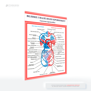 Медицинский плакат "Большой и малый круг кровообращения" для размещения во время консультаций, на образовательных занятиях, в кабинетах физиотерапии или кардио реабилитации, в поликлиниках и больницах.