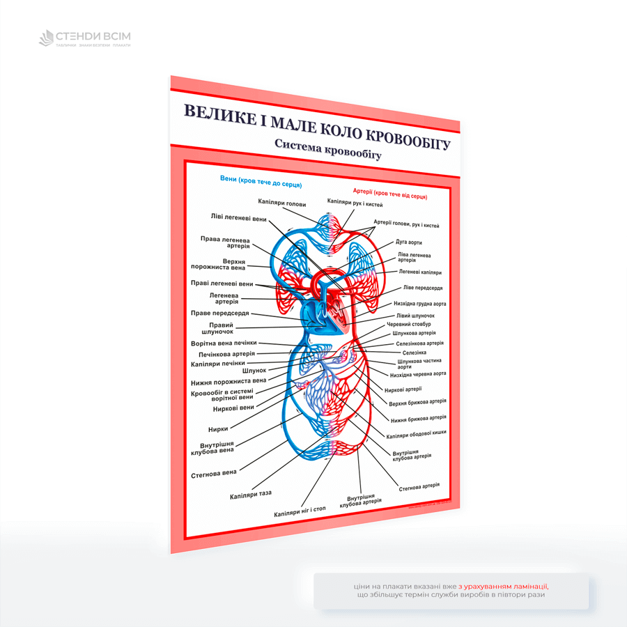 Медичний плакат «Велике і мале коло кровообігу» для розміщення під час консультацій, на освітніх заняттях, у кабінетах фізіотерапії чи кардіо реабілітації, у поліклініках та лікарнях для формування більш обізнаного підходу до здоров'я.