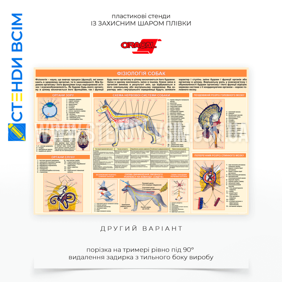 Для підвищення рівня обізнаності про важливі аспекти здоров'я собак, їх фізіологічні потреби та типові хвороби — стенд «Фізіологія собак», якій містить різні схеми, малюнки або діаграми, що зображують внутрішню будову тварини.