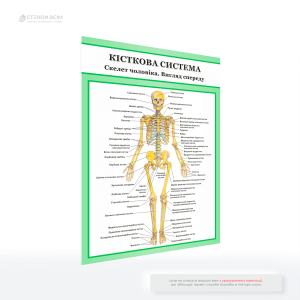 Медичний плакат «Кісткова система. Вигляд спереду», який сприяє кращому розумінню тілобудови та важливості збереження опорно-рухового апарату.