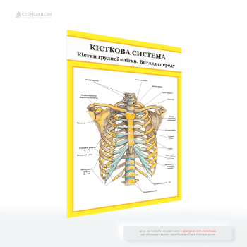 Медичний плакат «Кістки грудної клітки. Вигляд спереду», який використовують для швидкого забезпечення візуального уявлення про анатомічну структуру грудної клітки.